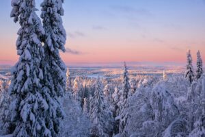Finland Lapland besneeuwd bos bij paars-roze zonsondergang in Ruka - all inclusive vakantie